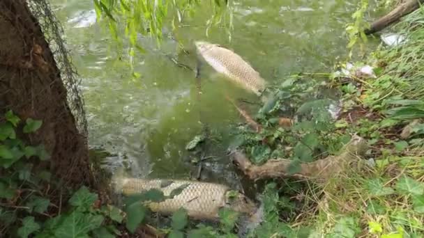 2021年10月にスタンレー公園のラグーンレイク周辺に浮遊する魚 一般的な鯉 の1匹が死んでいます — ストック動画