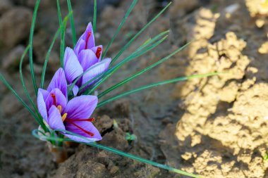 Aromatik çiçek safranı baharat hasadı için yetişiyor. Tarım.