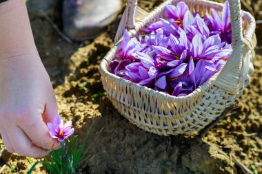 Mor çiçek safranının hasat mevsimi sepette.