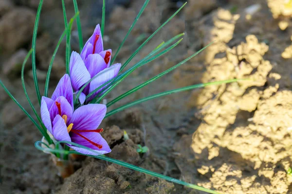 Aromatik çiçek safranı baharat hasadı için yetişiyor. Tarım.