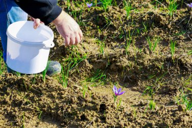 Adam kovada safran çiçeği topluyor. Çiftlik endüstrisi.