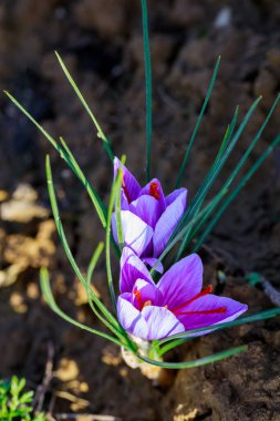 Aromatik çiçek safranı baharat hasadı için yetişiyor. Tarım.