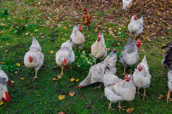 Λευκά Κοτόπουλα Και Κόκορας Περπατούν Στο Πράσινο Γρασίδι Ζώα Εκτροφής — Φωτογραφία Αρχείου