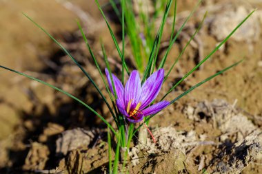 Toprakta yetişen mor safran çiçeği. Tarım.