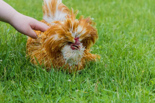 Brun Padovana Kyckling Liggande Grönt Gräs — Stockfoto