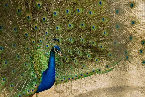 Elegante Kleurrijke Blauwe Pauw Met Open Staart Sluiten — Stockfoto
