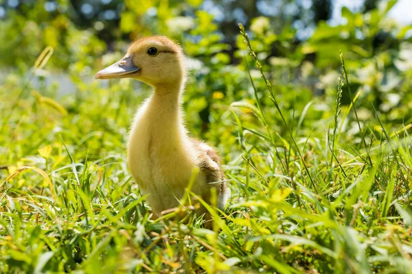 Niedliches Gelbes Flauschiges Entlein Auf Grünem Gras Haustiere — Stockfoto