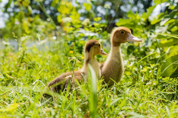 Kleine Junge Entchen Laufen Auf Grünem Gras Haustiere — Stockfoto