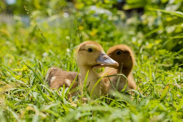 Niedliche Kleine Entchen Die Auf Grünem Gras Laufen Haustiere — Stockfoto