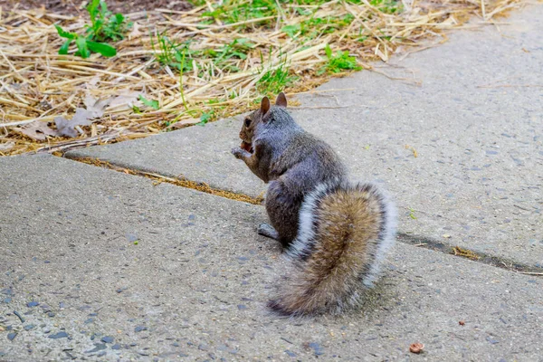 Esquilo Cinzento Com Cauda Fofa Comendo Uma Avelã Calçada — Fotografia de Stock