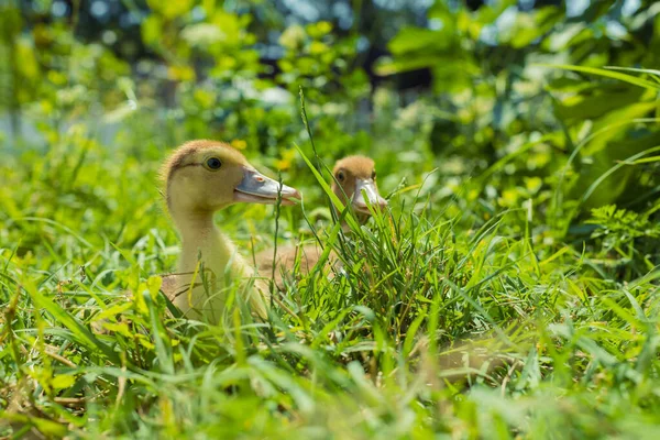 Little Young Ducklings Sitting Green Grass Domestic Animals — Stockfoto