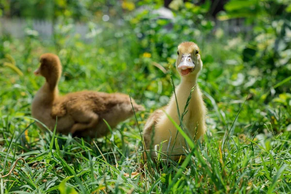 Kleine Junge Entchen Laufen Auf Grünem Gras Haustiere — Stockfoto