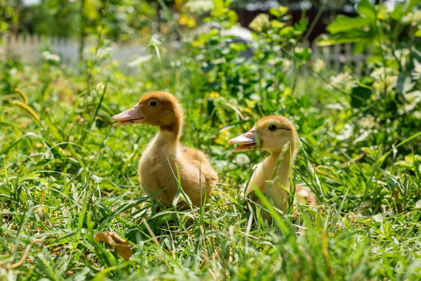 Entzückende Gelbe Flauschige Entchen Auf Grünem Gras Haustiere — Stockfoto
