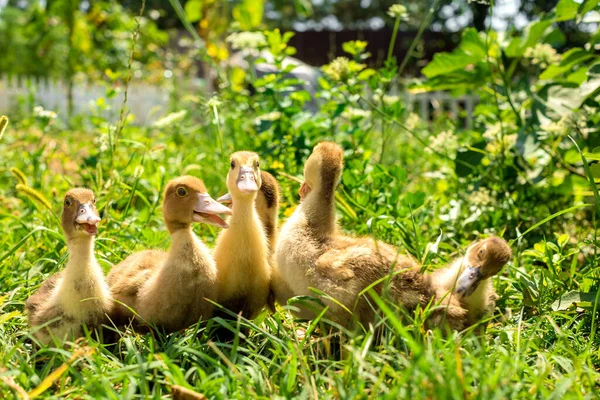 Niedliche Gelbe Flauschige Entchen Auf Grünem Gras Haustiere — Stockfoto
