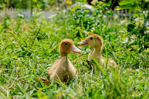 Entzückende Gelbe Flauschige Entchen Auf Grünem Gras Haustiere — Stockfoto