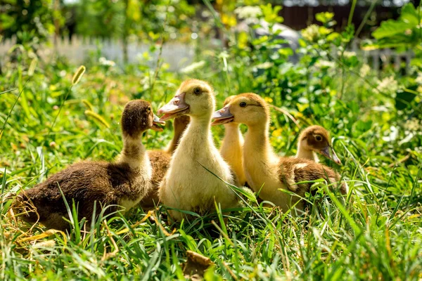 Маленькі молоді каченята ходять на зеленій траві . — стокове фото