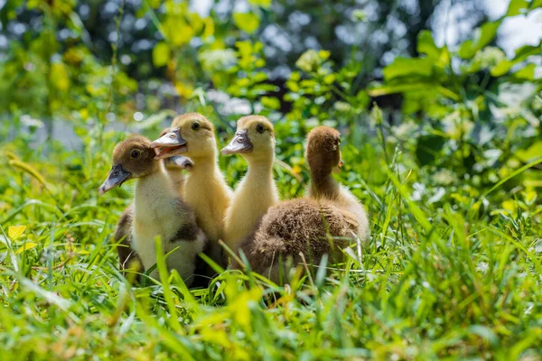 Kleine junge Entchen laufen auf grünem Gras. — Stockfoto