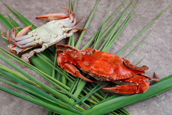 Dois caranguejos cozidos com grama em uma superfície cinza. — Fotografia de Stock