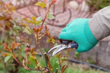 Baharda bahçede gül dalları kesen çiftçi.