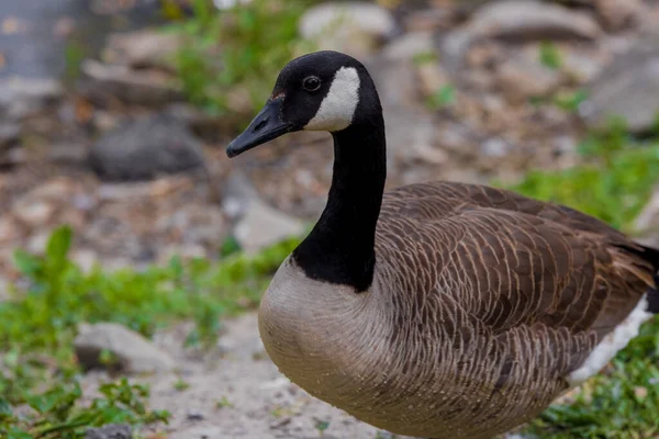Portrait of cute goose standing on ground. — Stockfoto