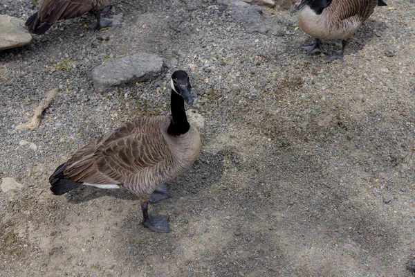 Niedliche Gans steht und schaut auf den Boden. — Stockfoto