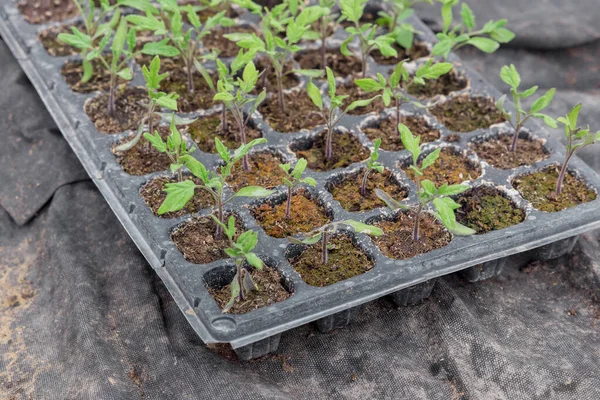 Grüne Tomatensetzlinge wachsen in einer Zellschale. — Stockfoto