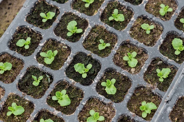 Саджанці ромського салату в лотку для вирощування. Вид зверху . — стокове фото