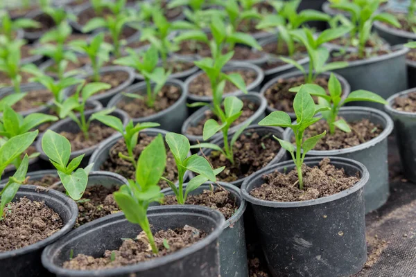 Bulgarian pepper seedlings growing in a plastic tray. — Stok Foto