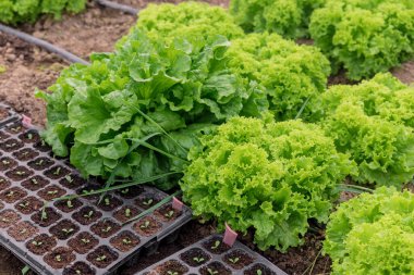 Serada taze yeşil marul yetişiyor. Sebze fidanları.