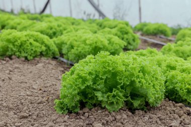 Serada yetişen taze organik yeşil marul. Sebze fidanları.