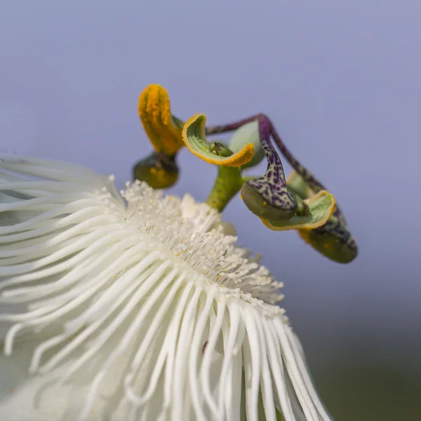 Passiflora bianca — Foto Stock