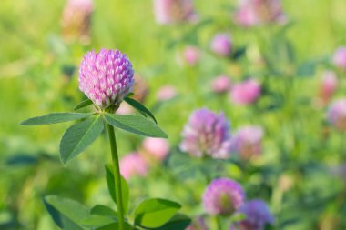 cloever çiçek alanı