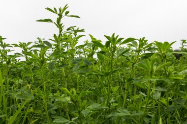 Lucerne alan