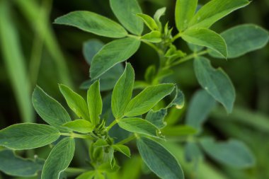 Lucerne alan