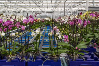 yeşil bir evde orkide kreş