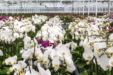 yeşil bir evde orkide kreş