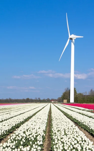 Tulipány pole s Větrná turbína — Stock fotografie