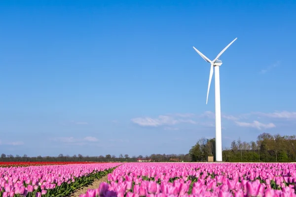 Tulipány pole s Větrná turbína — Stock fotografie