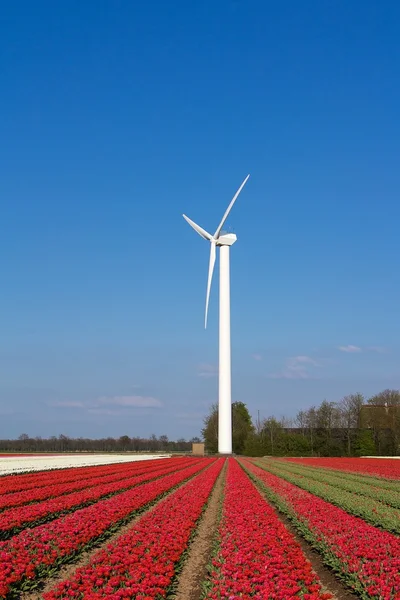 Tulips field with wind turbine — Stock Photo, Image