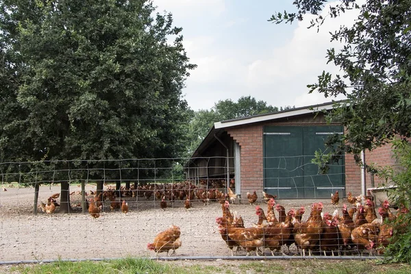 Allevamento di pollo — Foto Stock