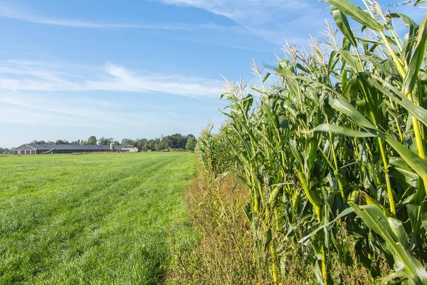 Sädesfält — Stockfoto