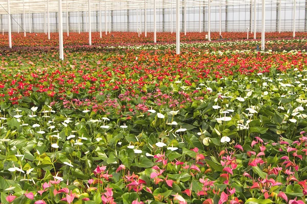 Vivero de Anthurium — Foto de Stock