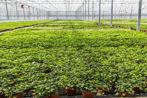 Hedera zaailingen — Stockfoto