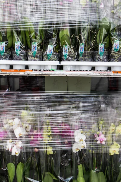Orchid nursery i ett grönt hus — Stockfoto