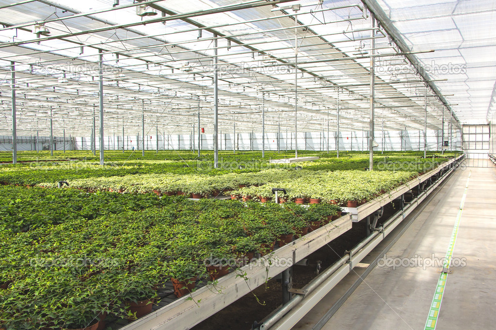 Hedera seedlings