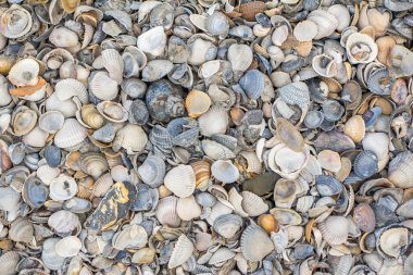 kabuk dokulu arka plan