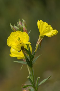 Sarı akşam çuha çiçeği çiçek