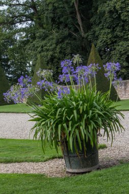 açık havada büyük çiçek açan agapanthus