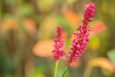 buckweat çiçek açan makro