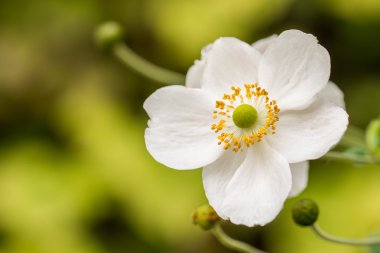 Beyaz anemone makro